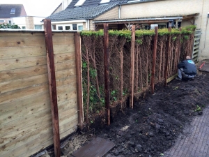 Tuinonderhoud Mijdrecht