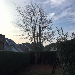 Tuinonderhoud Mijdrecht